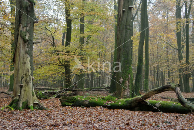 Beech (Fagus sylvatica)