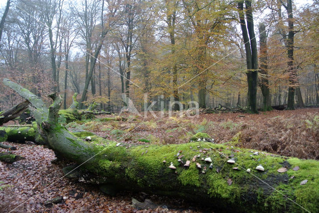 Beech (Fagus sylvatica)