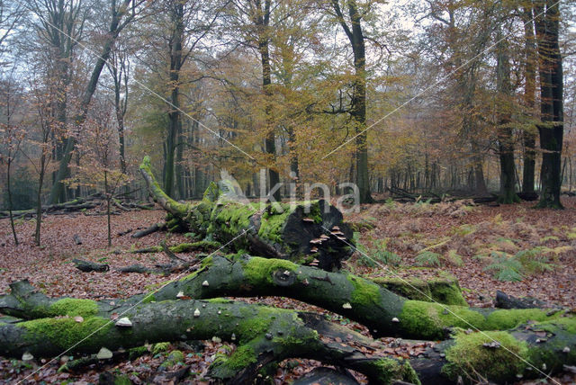 Beuk (Fagus sylvatica)