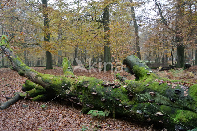 Beuk (Fagus sylvatica)