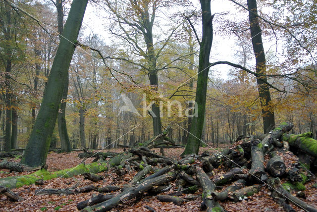 Beech (Fagus sylvatica)