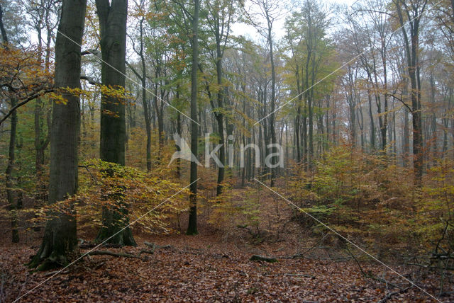 Beuk (Fagus sylvatica)