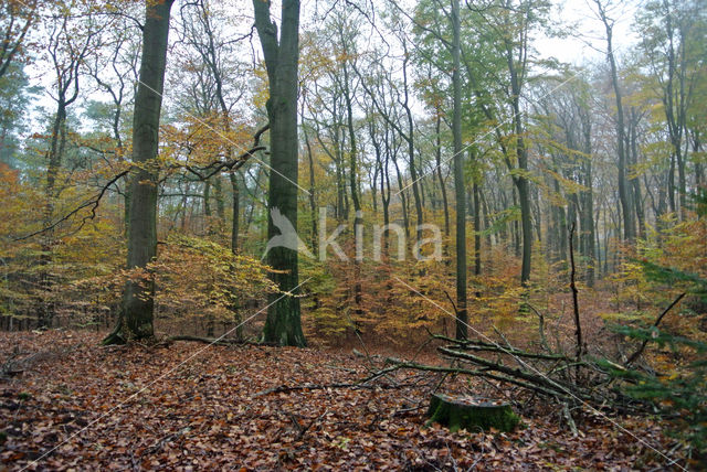 Beuk (Fagus sylvatica)