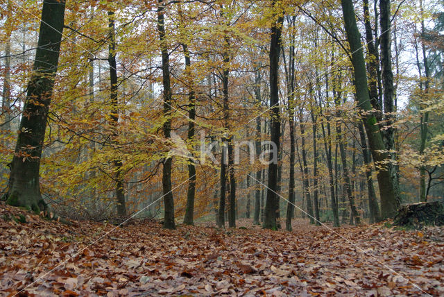 Beuk (Fagus sylvatica)