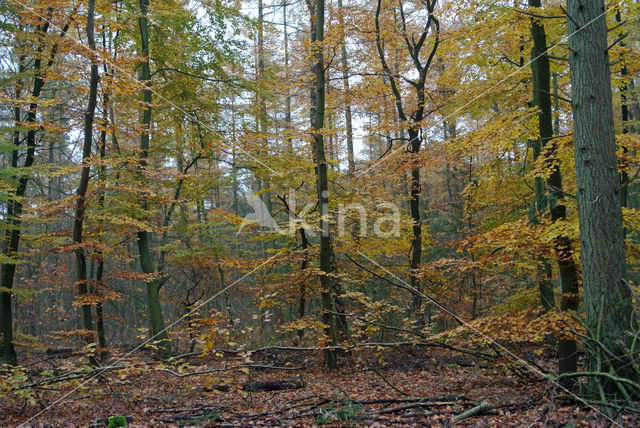 Beuk (Fagus sylvatica)