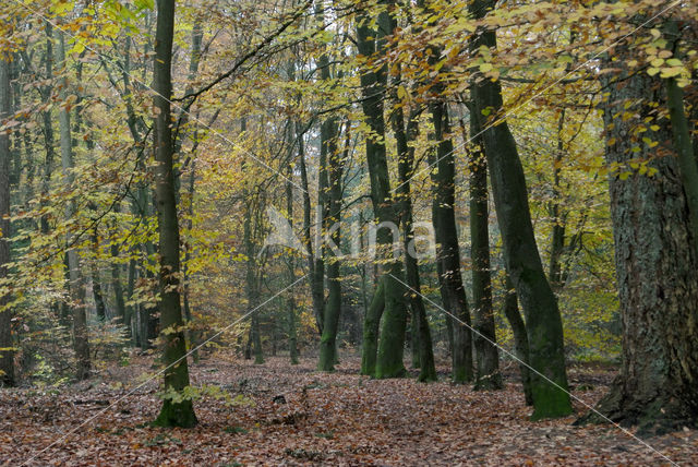 Beuk (Fagus sylvatica)