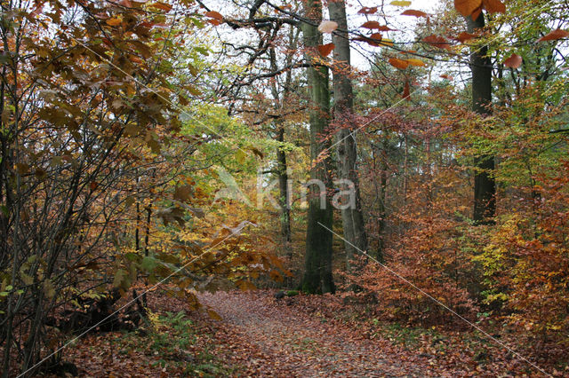 Beech (Fagus sylvatica)