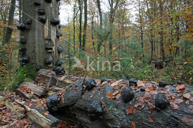 Beech (Fagus sylvatica)