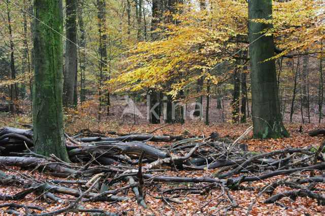 Beuk (Fagus sylvatica)