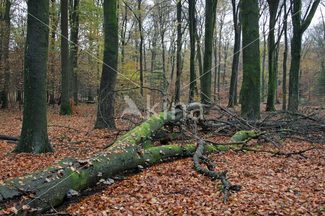 Beech (Fagus sylvatica)