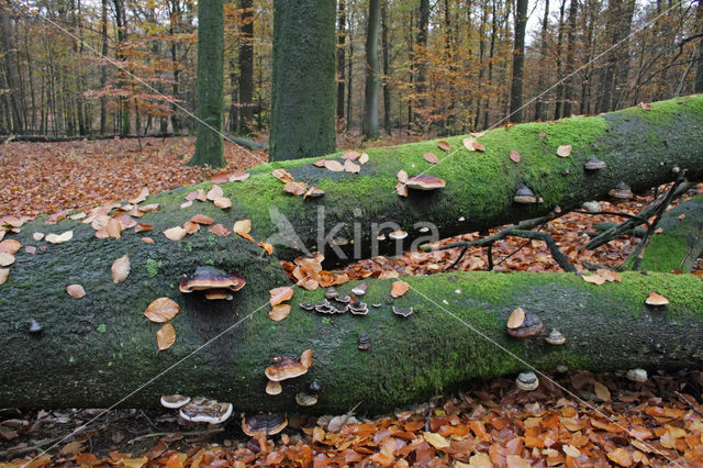 Beuk (Fagus sylvatica)