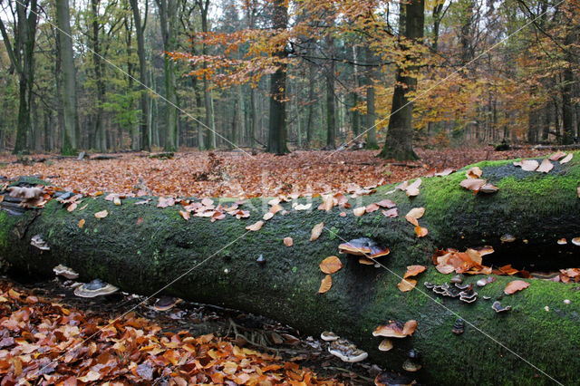 Beuk (Fagus sylvatica)