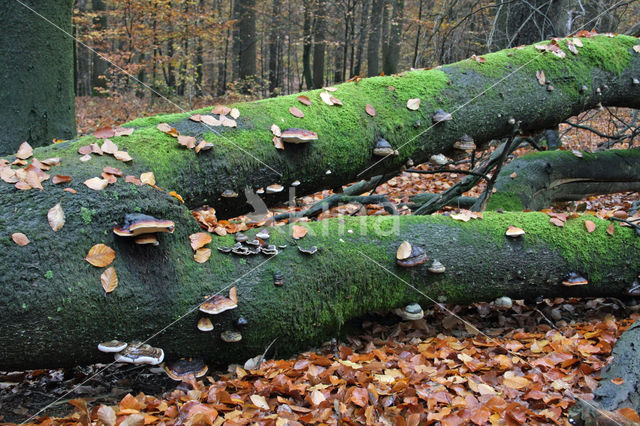 Beech (Fagus sylvatica)