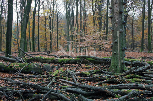 Beuk (Fagus sylvatica)