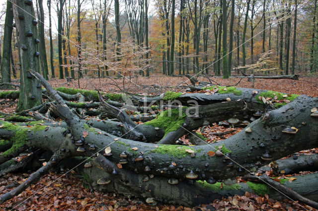 Beuk (Fagus sylvatica)