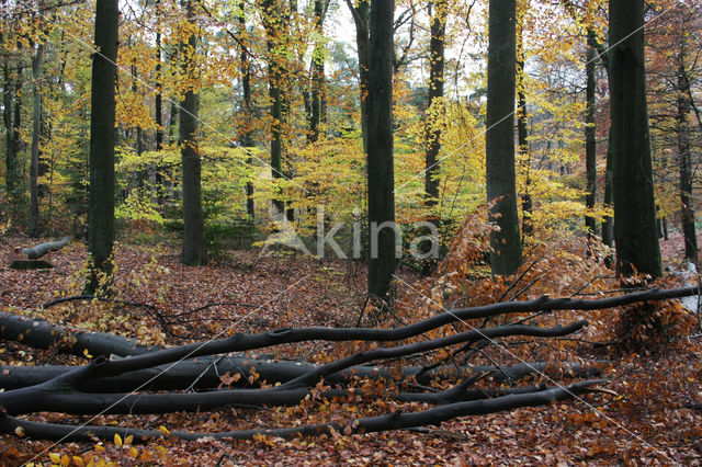 Beech (Fagus sylvatica)