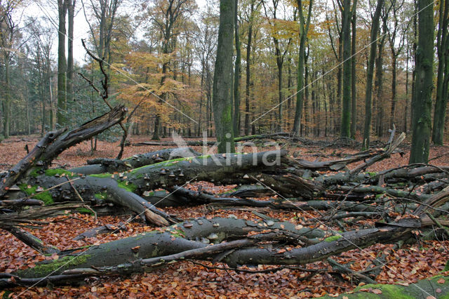 Beech (Fagus sylvatica)