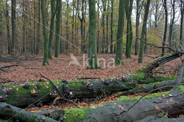 Beech (Fagus sylvatica)