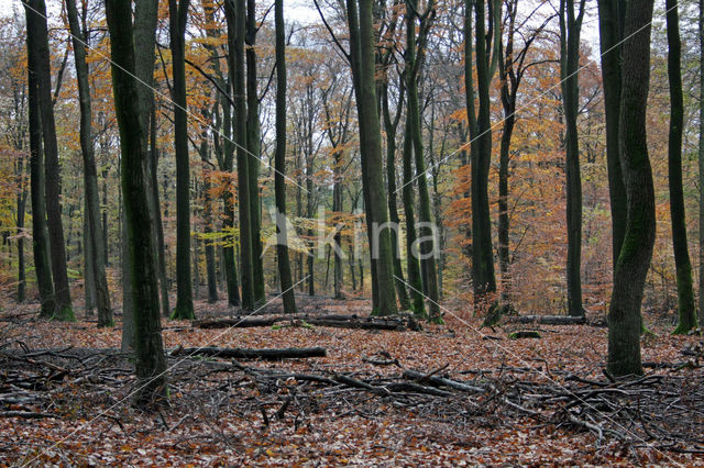 Beech (Fagus sylvatica)