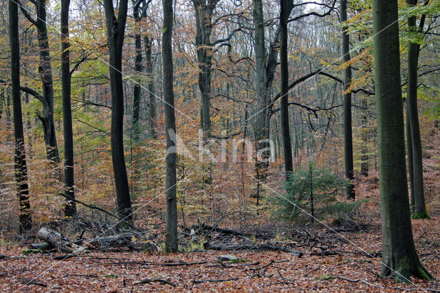 Beech (Fagus sylvatica)