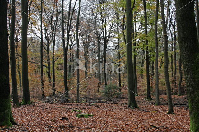 Beuk (Fagus sylvatica)