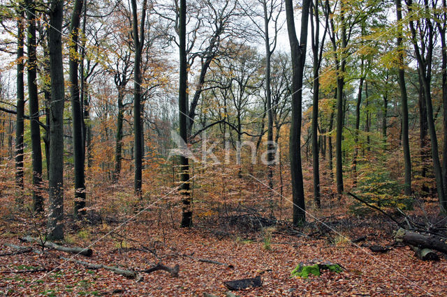 Beech (Fagus sylvatica)