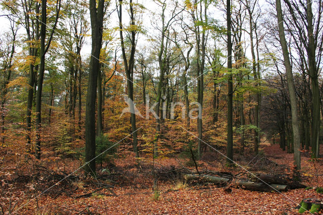 Beuk (Fagus sylvatica)