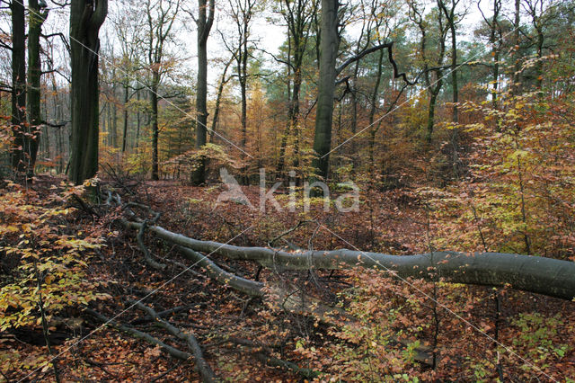 Beech (Fagus sylvatica)