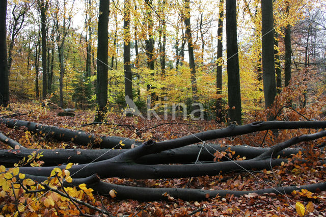 Beuk (Fagus sylvatica)