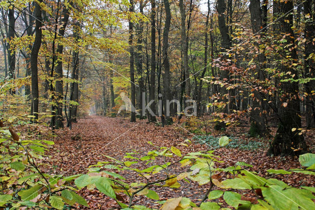 Beuk (Fagus sylvatica)