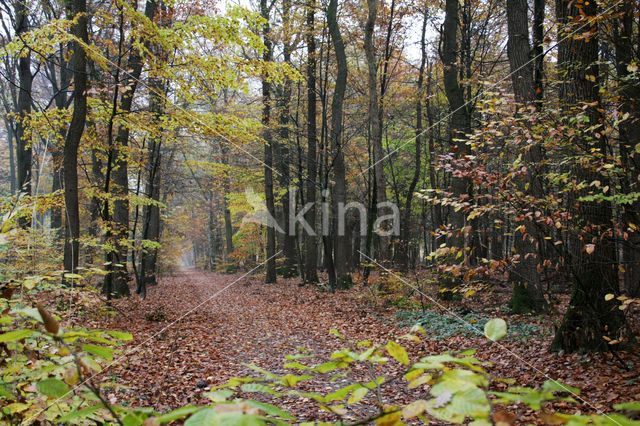 Beech (Fagus sylvatica)