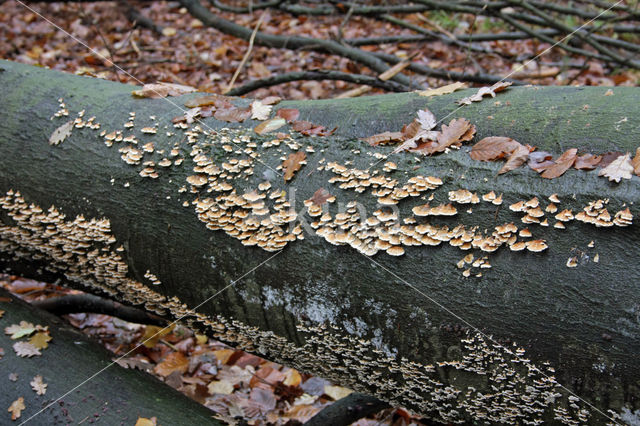 Beech (Fagus sylvatica)
