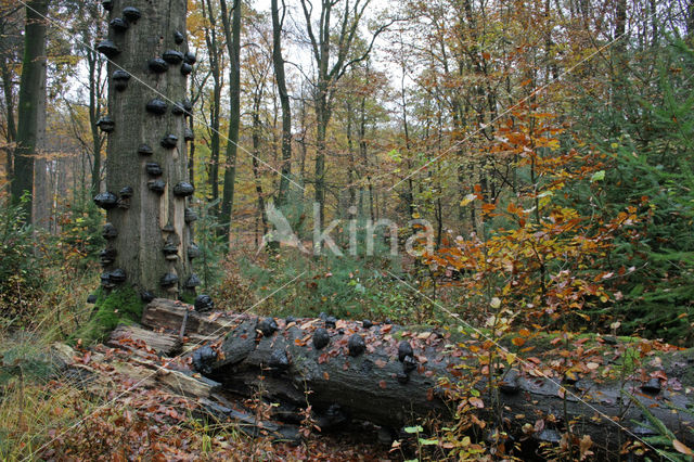 Beuk (Fagus sylvatica)