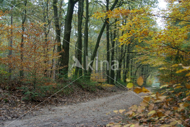 Beech (Fagus sylvatica)