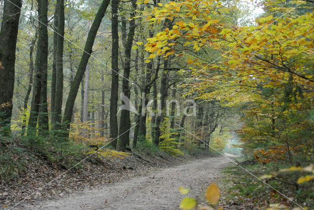 Beech (Fagus sylvatica)