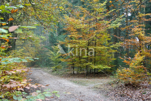 Beech (Fagus sylvatica)