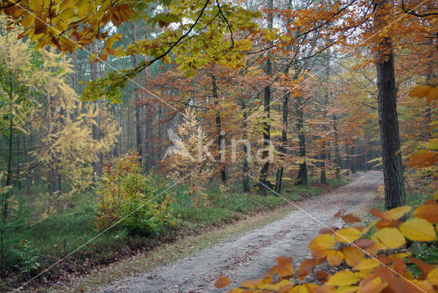 Beech (Fagus sylvatica)