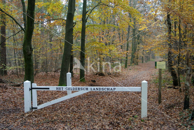 Beuk (Fagus sylvatica)