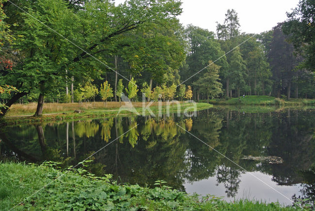 Beuk (Fagus sylvatica)
