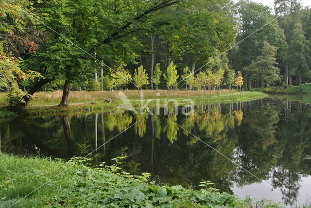 Beech (Fagus sylvatica)