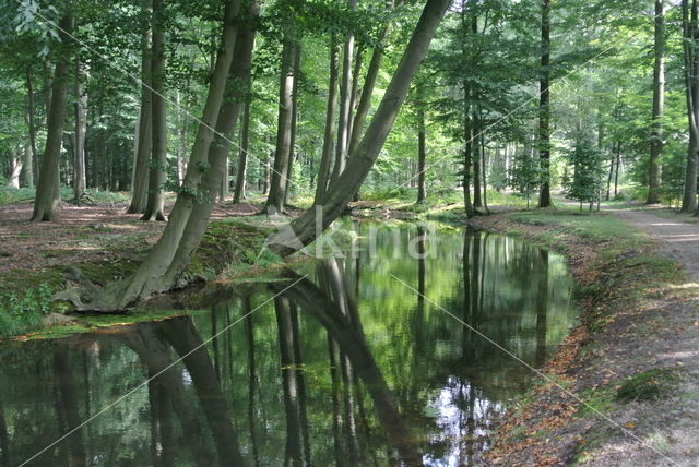 Beuk (Fagus sylvatica)