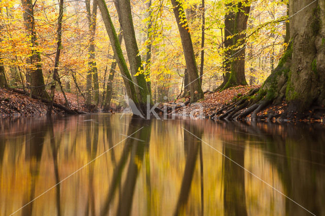 Beech (Fagus sylvatica)