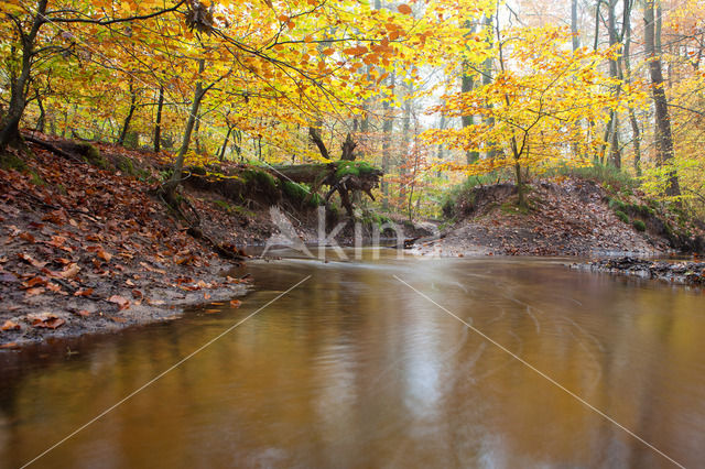 Beech (Fagus sylvatica)