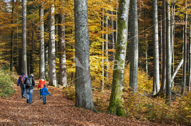 Beech (Fagus sylvatica)