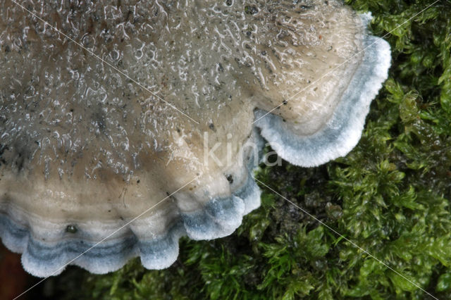 blue cheese polypore (Oligoporus caesius)