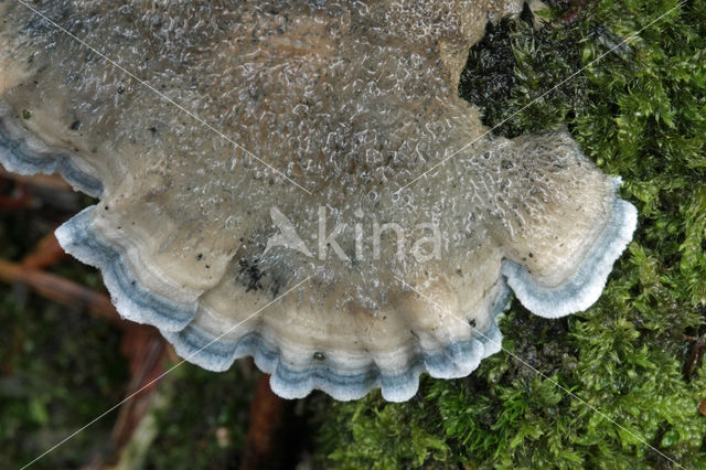 blue cheese polypore (Oligoporus caesius)