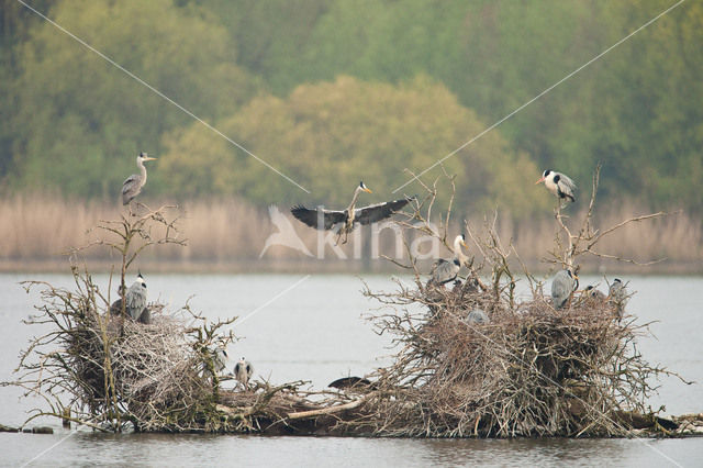 Grey Heron (Ardea cinerea)