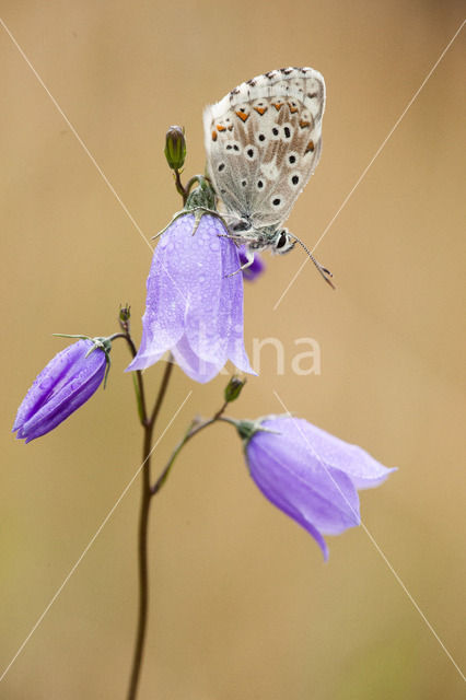 Bleek blauwtje (Polyommatus coridon)