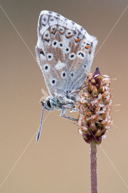 Bleek blauwtje (Polyommatus coridon)