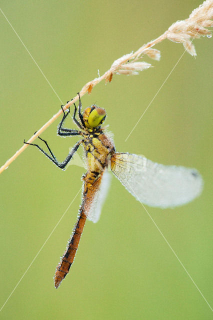 Bloedrode heidelibel (Sympetrum sanguineum)